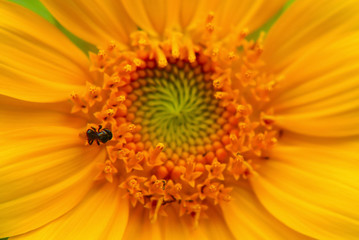 Sunflower Close Up , Selective Focus