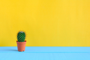 Cactus on the desk with yellow wal