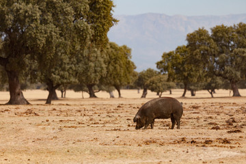 Iberian pig grazing among the oaks