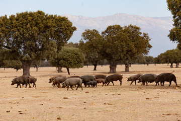 Naklejka premium Iberian pigs grazing among the oaks