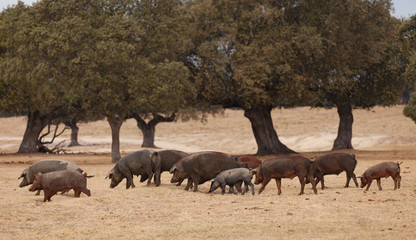 Iberian pigs grazing among the oaks