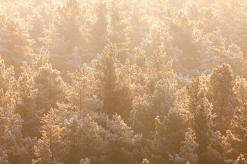 Misty forest in Belarus