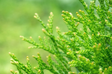 Sprig of thuja closeup. Background.