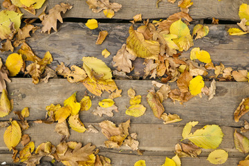 Obraz premium yellow autumn leaves on a wooden background