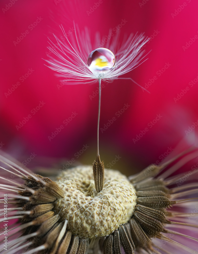 Poster photo art macro. a dandelion seed with a drop of water and a flower reflection on a saturated bright