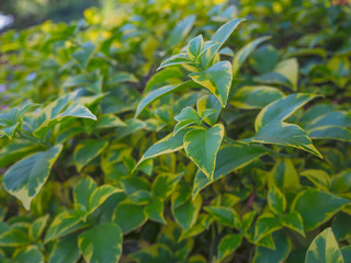 Green leaves background ,Concept of nature conservation.