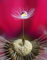 Fototapeta premium Makro ze zdjęciami. Dandelion ziarno z kroplą woda i kwiatu odbicie na nasyconym jaskrawym karmazynu menchii tle. Streszczenie ekspresyjny artystyczny obraz piękna natury.