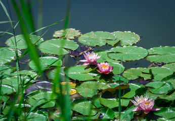 Seerose im Teich, Lotus water lily 