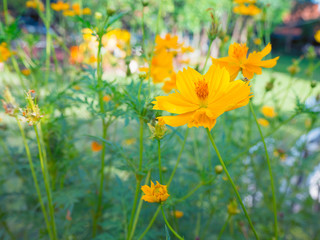 Close-up ,Yellow Cosmos flower.