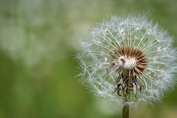 Pusteblume, Dandelion