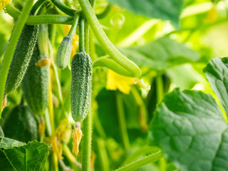Young ripe cucumber on the Bush