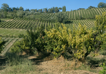 Fototapeta na wymiar Landscape between Imola and Riolo Terme (Emilia Romagna)