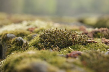 focused green