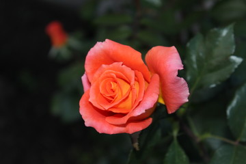 Orange rose