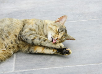 le chat fait sa toilette allonger sur le sol