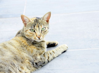 portrait de chat tigré,allongé sur le sol
