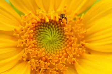 Sunflower Close Up , Selective Focus