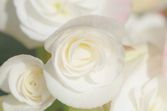 close up white begonia , soft light