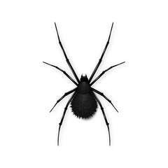 Black spider with fluffy ass isolated on white background. Realistic vector illustration of black spider.
