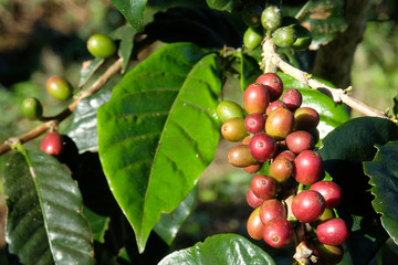 coffee bean on tree and leaf in nature