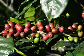 coffee bean on tree and leaf in nature
