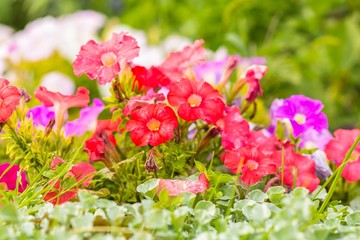 Fototapeta premium Soft focus blooming colorful flowers in summer