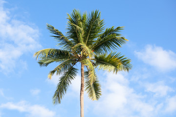 Coconut palm under cloudy sky background