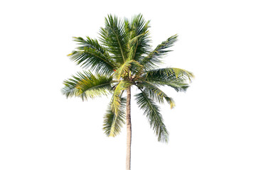 Natuurlijke foto van kokospalm op wit wordt geïsoleerd