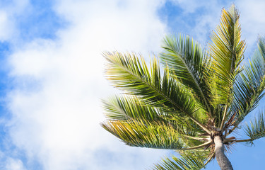 Fototapeta premium Coconut palm under blue cloudy sky background