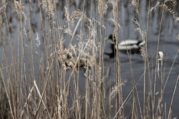Swimming ducks in the lake, with reeds of the lake in the foreground