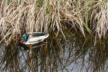 A duck sleep in the water
