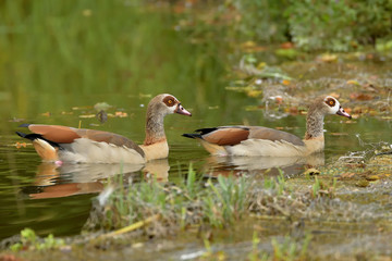 Zwei Nilgänse auf dem Teich