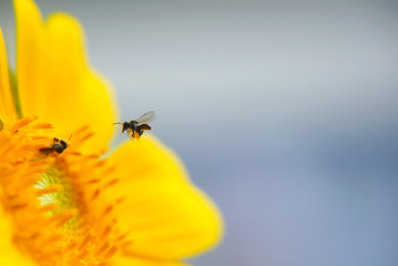 Sunflower Close Up , Selective Focus