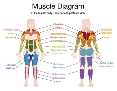 Muscles Diagram Images – Browse 13,427 Stock Photos, Vectors, and Video |  Adobe Stock