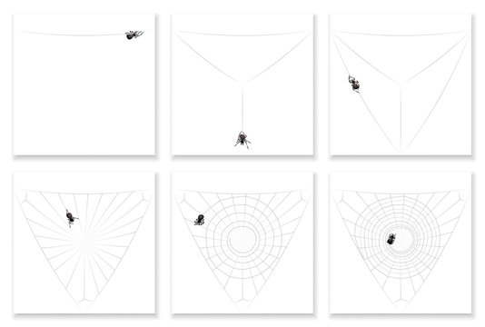 Cob web - building instruction in six steps - watch a busy black spider completing its spiral pattern natural silk artwork. Isolated vector illustration.