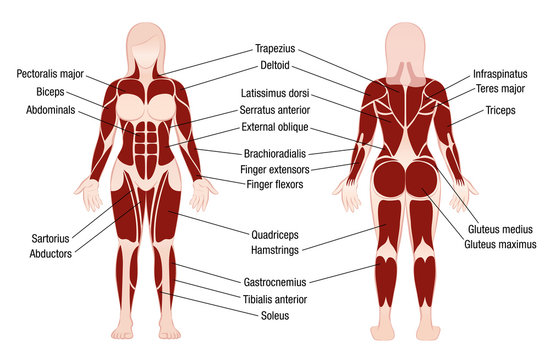 Muscle chart with accurate description of the most important muscles of the female body - front and back view - isolated vector illustration on white background.