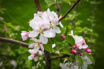 Apple flowers