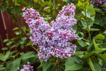 Fototapeta premium Purple Lilac Tree
