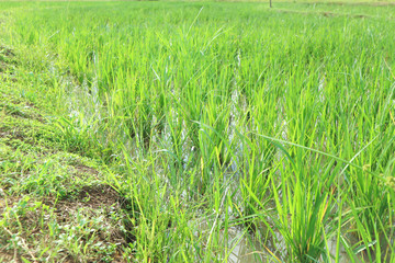 paddy field or rice field