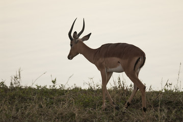 Aepyceros melampus