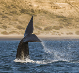 Whale Patagonia Argentina