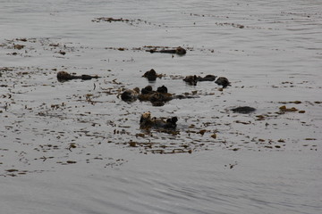 Sea Otters Morro Bay 