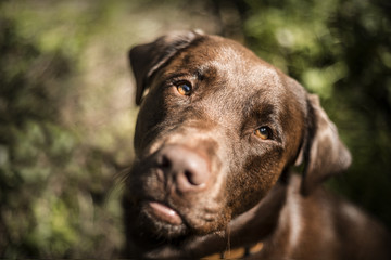 Portrait of a brown Labrador dog outside