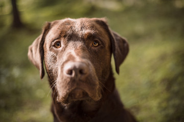 Portrait of a brown Labrador dog outside