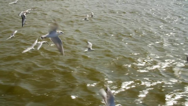 Many gulls flying over the water and catching food . Flock closeup.