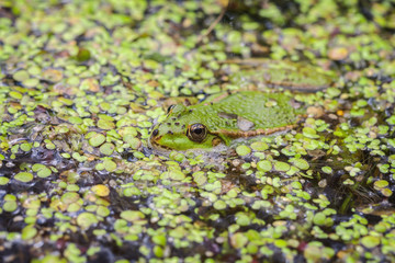 Teichfrosch zwischen Wasserlinsen - Makroaufnahme