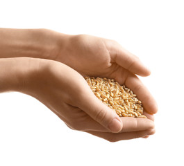 Woman's hands holding wheat grains on white background