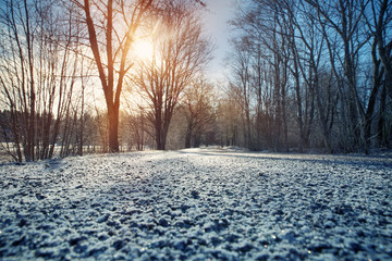 Alley in snowy morning with beautiful trees on the sides