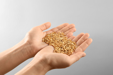 Woman's hands holding wheat grains on grey background