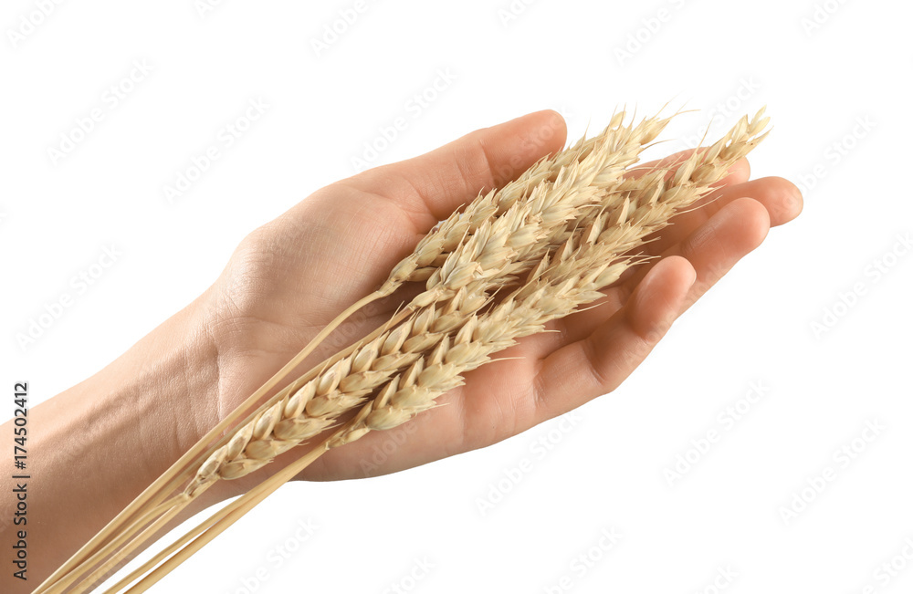 Poster woman's hand touching wheat on white background